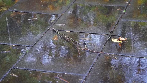 Close up of rain falling on cobble stones with leaves on the ground Vídeo Stock 82076591
