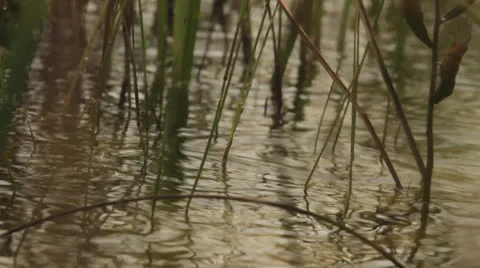 Close Up of Rain Falling on Grassy Water 動画素材 26742852
