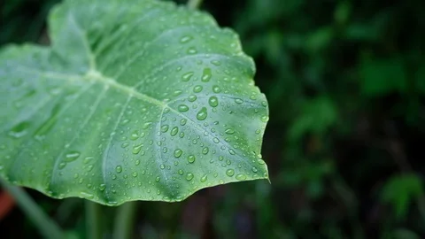 Close-up rain falling on leaves blurred background, video 4K, UHD Stock Footage 91069937