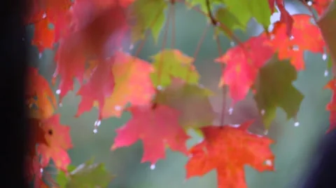 Close-Up of Rain Falling on Leaves Stock Footage 35721994
