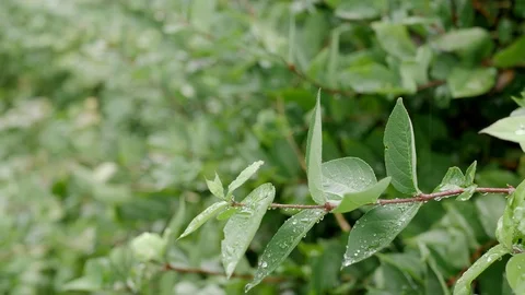 Close up of rain falling on the light green leaves of a bush in late summer Video stock 117416899