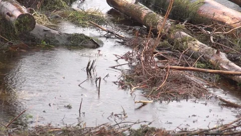 Close up of rain falling on logs at edge of lake Stock Footage 71389275