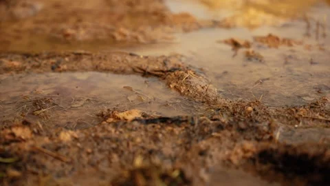 Close up of rain falling in muddy puddle on dirt road Stock Footage 341294537