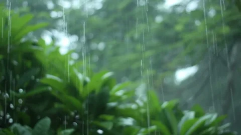 Close up of rain falling on a palm tree in the tropics. Stock Footage 275645825