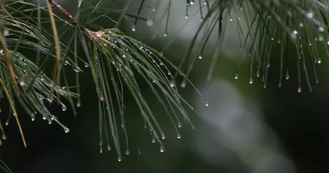 Close Up Rain Falling on Pine Tree Needles Stock Footage 92694654