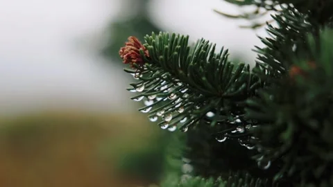 Close Up Rain Falling On Pine Tree Needles Stock Footage 307118124