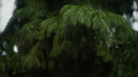 Close up of rain falling on pine tree branches with water dripping from green Stock Footage 338187893