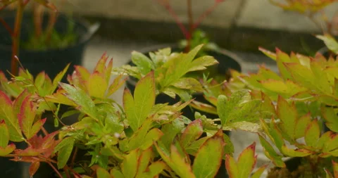 Close Up of Rain Falling on Plants in Garden Video stock 282453375