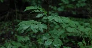 Close Up Of Rain Falling With Water Droplets On Leaves In A Green Forest In 4K. Stock Footage