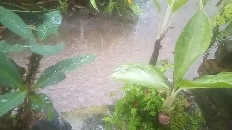Close Up Of Rain Falling With Water Droplets On Flower In Home Garden In Stock Footage 212041104