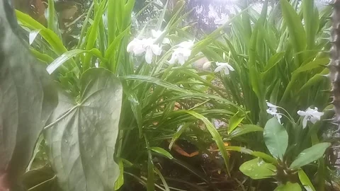 Close Up Of Rain Falling With Water Droplets On White Lily In Home Garden In Stock Footage 212199103
