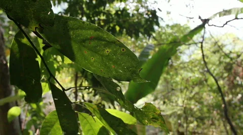 Close up of Rain Forest Leaves Stock Footage 664288