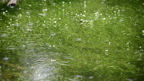 Close up of rain in a forest pond with flowers Stock Footage 131970970