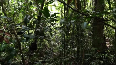 Close up of rain forest under growth. Stock Footage 47050141