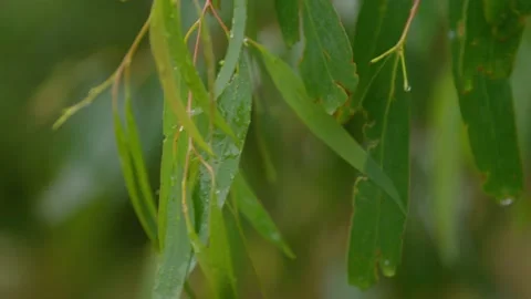 A close up of rain on a gum tree eucalyptus Vidéo 150288677