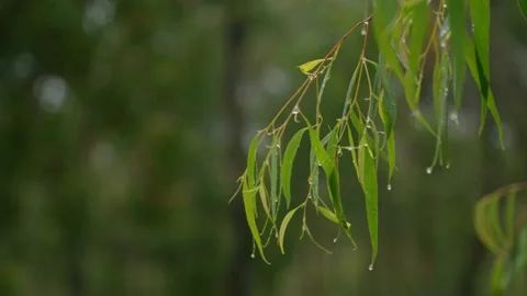 A close up of rain on a gum tree eucalyptus Video stock 150288693