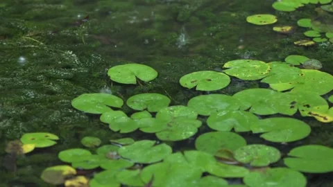Close up of rain hitting a puddle during a suburban storm. Stock Footage 275646503
