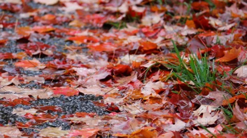 Close-Up Rain on Leaves and Ground Stock Footage 35722069