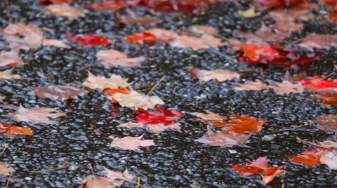 Close-Up Rain on Pavement and Leaves Stock Footage 35722053