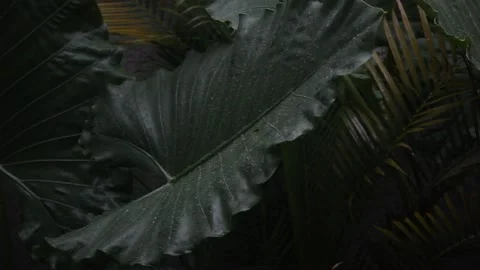 Close-up rain pouring down on tropical leaves in Bali, Indonesia Stock Footage 133473252