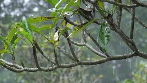 Close up of rain pouring on a frangipani tree. Stock Footage 291916899