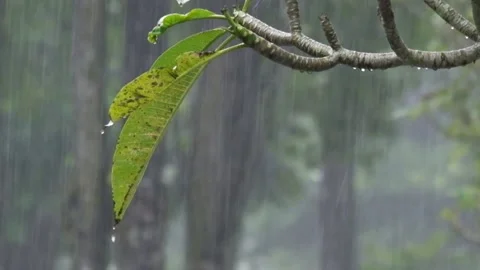 Close up of rain pouring on a frangipani tree Video stock 291917038