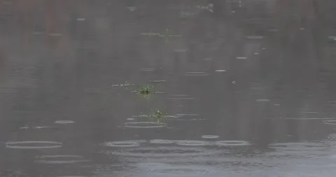 Close-Up Rain on Shallow Water Surface with Early Spring Grass Emerging, 7K Stockbeeldmateriaal 333265529