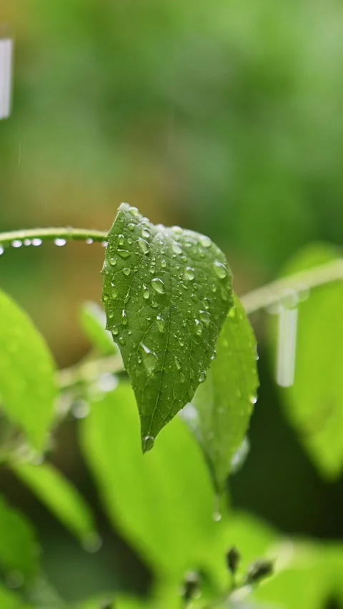 Close-up of rain-slicked leaf, water droplets fall from stem Stock-Footage 337677031