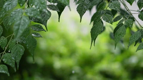 Close-up of rain-soaked evergreen branches swaying gently in the breeze Stock Footage 280913866