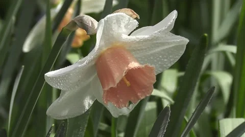 Close up Rain Soaked Spring Easter Daffodil Flower blowin in Breeze Video stock 50307272
