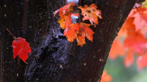 Close-Up of Rain on Tree Stock Footage 35722080