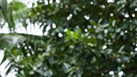 Close up of rain with trees in the background 2 Stock Footage 266321506