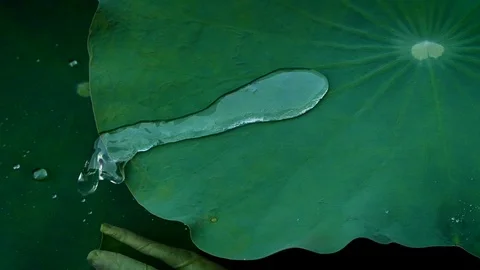 Close up rain water drop on nature fresh green lotus leaf , water drop dancin Stock Footage