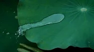 Close Up Rain Water Drop On Nature Fresh Green Lotus Leaf , Water Drop Dancin Stock Footage