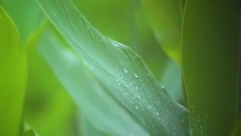 Close up rain water drop on nature fresh green leaf Stock Footage 310465337