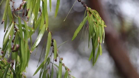 Close up of rain on wet leaves of a native Australian willow myrtle tree Stock Footage 123943316
