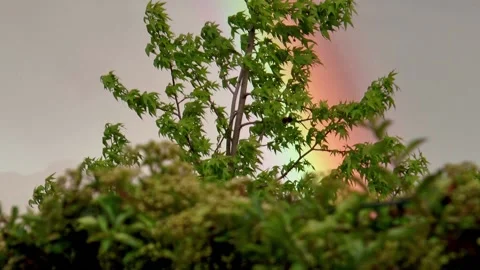 Close up of rainbow behind sycamore tree with post thunderstorm wind in spring Stock Footage 139654555