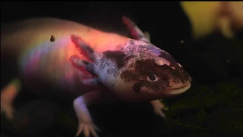 Close up rainbow colored salamander Stock Footage 119324077