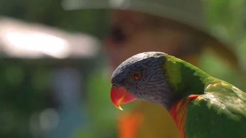 Close up of rainbow lorikeet feeding in slow motion Stockbeeldmateriaal 84256213