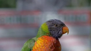 Close up of rainbow lorikeet Stockbeeldmateriaal 85726982