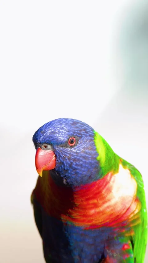 Close Up of a Rainbow Lorikeet Parrot in Gold Coast Australia Stock-Footage 331551540
