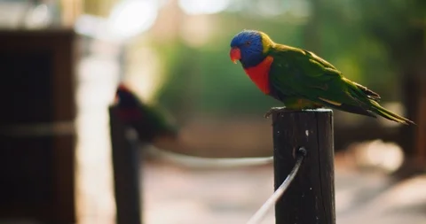 Close up of Rainbow lorikeet parrot sitting on a wooden column. BMPCC 4K Stock Footage 125581526
