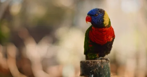 Close up of Rainbow lorikeet parrot sitting on a wooden column. BMPCC 4K Stock Footage 125581619