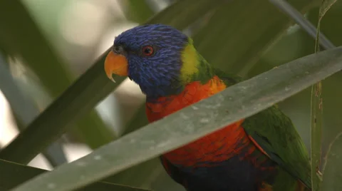 Close-up of Rainbow Lorikeet sitting and looking around Stock Footage 31979760