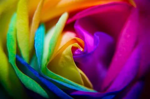 Close-up rainbow rose Stock Photos