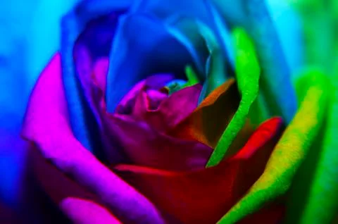 Close-up rainbow rose Stock Photos