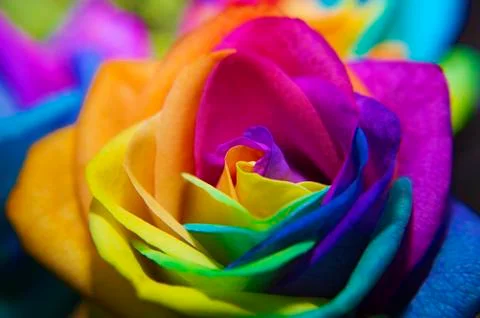 Close-up rainbow rose Stock Photos