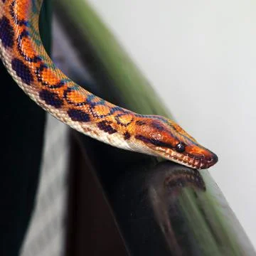 Close up of a rainbow snake head. Its can reflect sunlight into a rainbow. Stock Photos