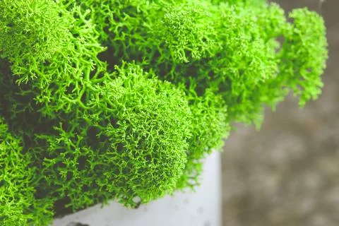 Close up on raindeer moss Stock Photos