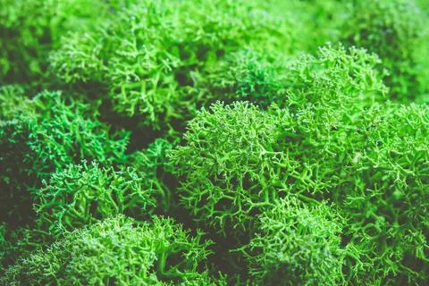 Close up on raindeer moss Stock Photos